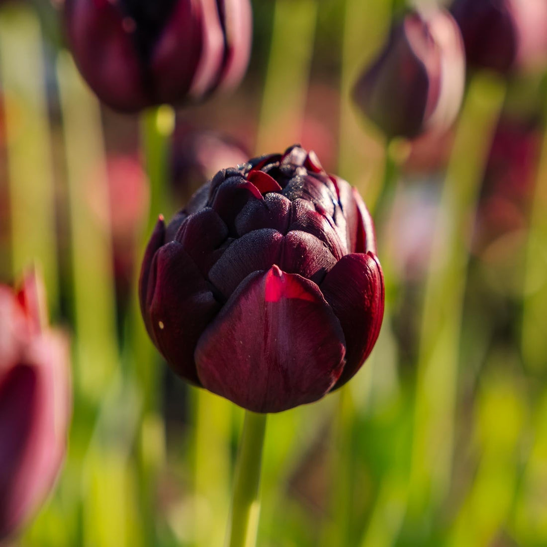 Tulipe 'Black Hero'