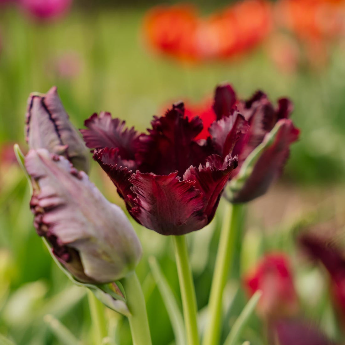 Tulipe 'Black Parrot'