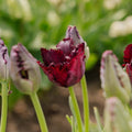 Tulipe 'Black Parrot'