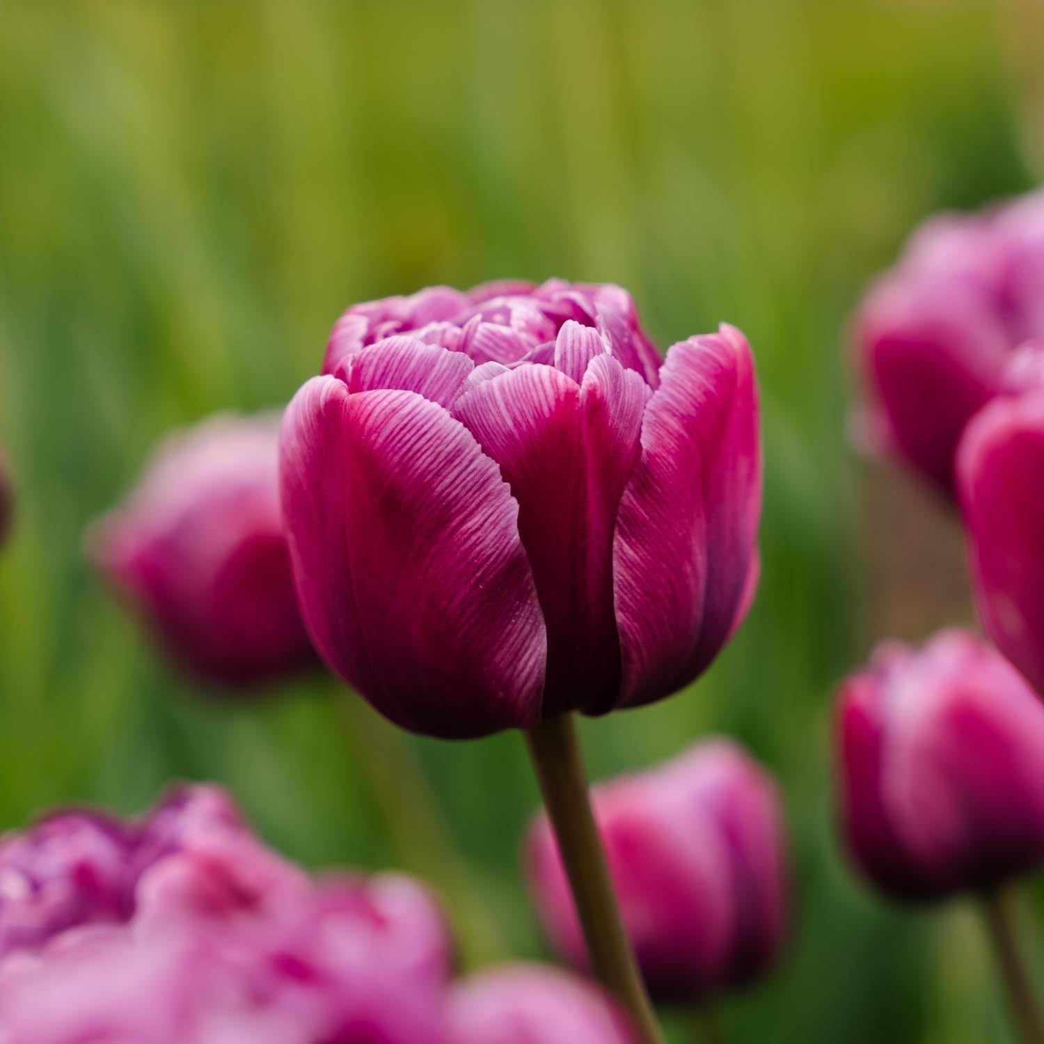 Tulipe 'Blue Diamond'