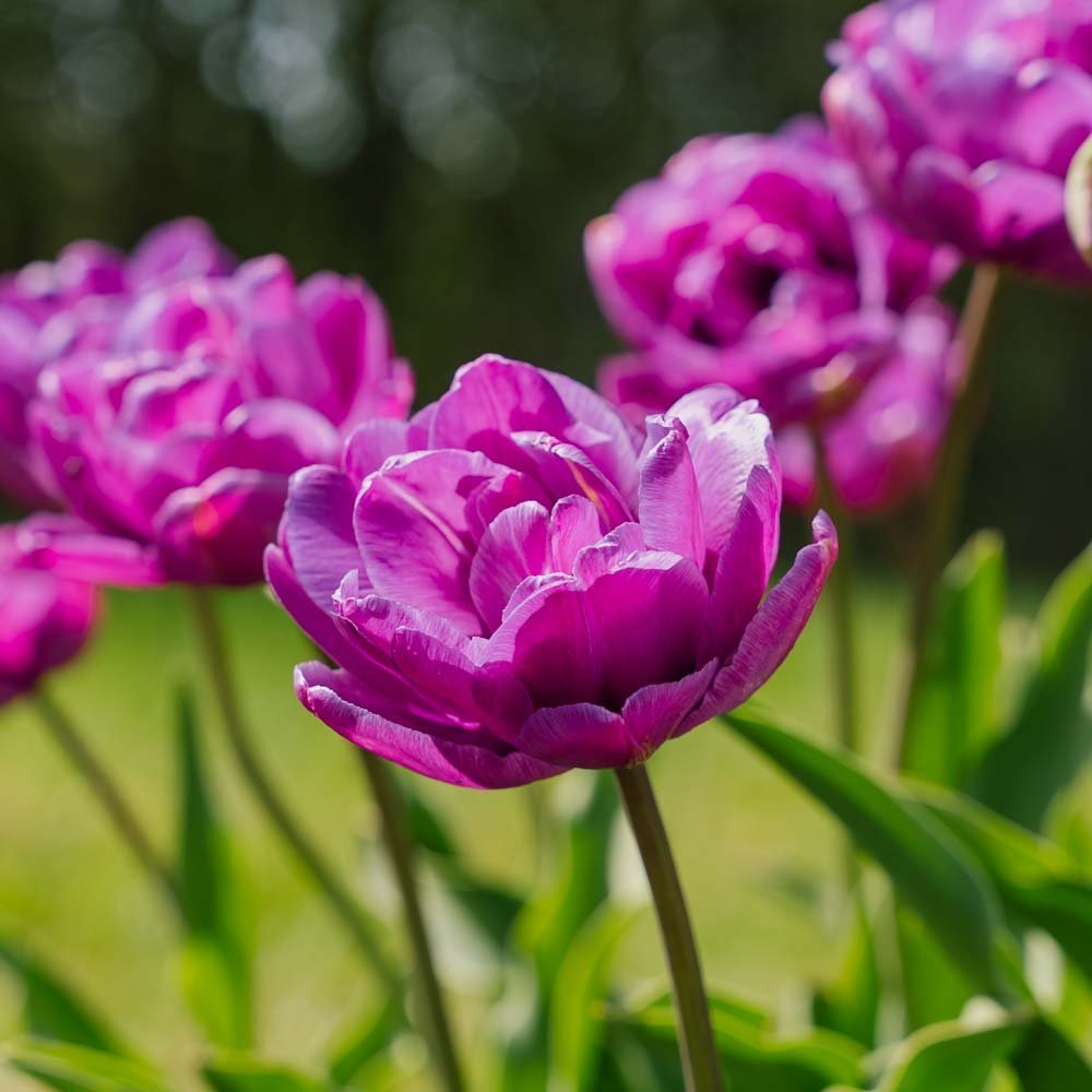 Tulipe 'Blue Diamond'