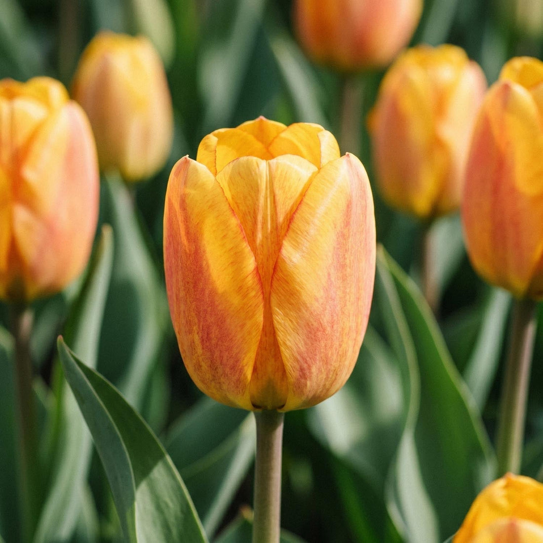 Tulipe 'Blushing Apeldoorn'