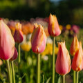 Tulipe 'Blushing Lady'