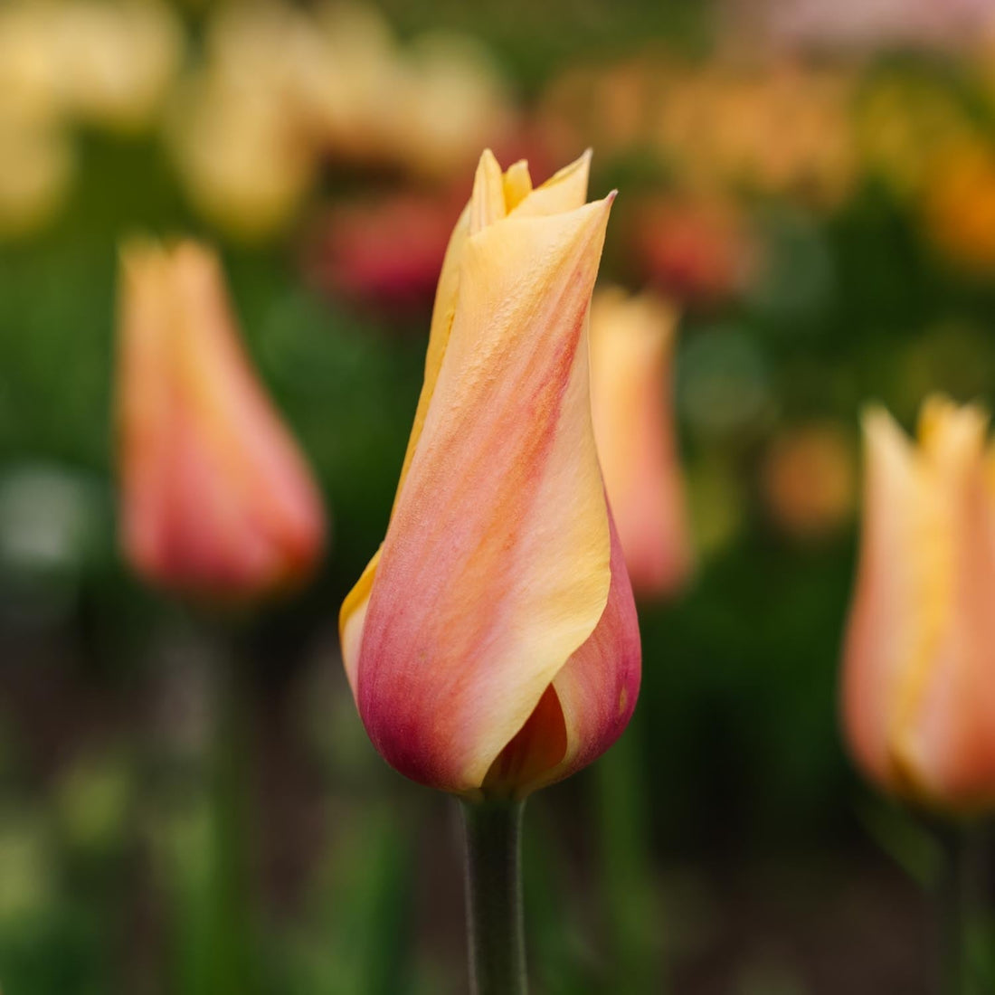 Tulipe 'Blushing Lady'