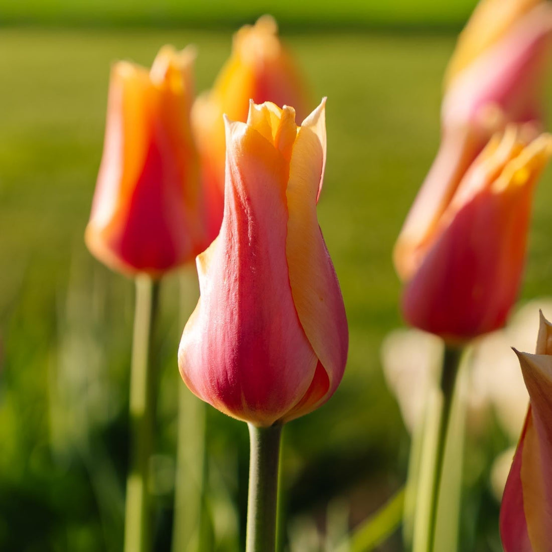 Tulipe 'Blushing Lady'