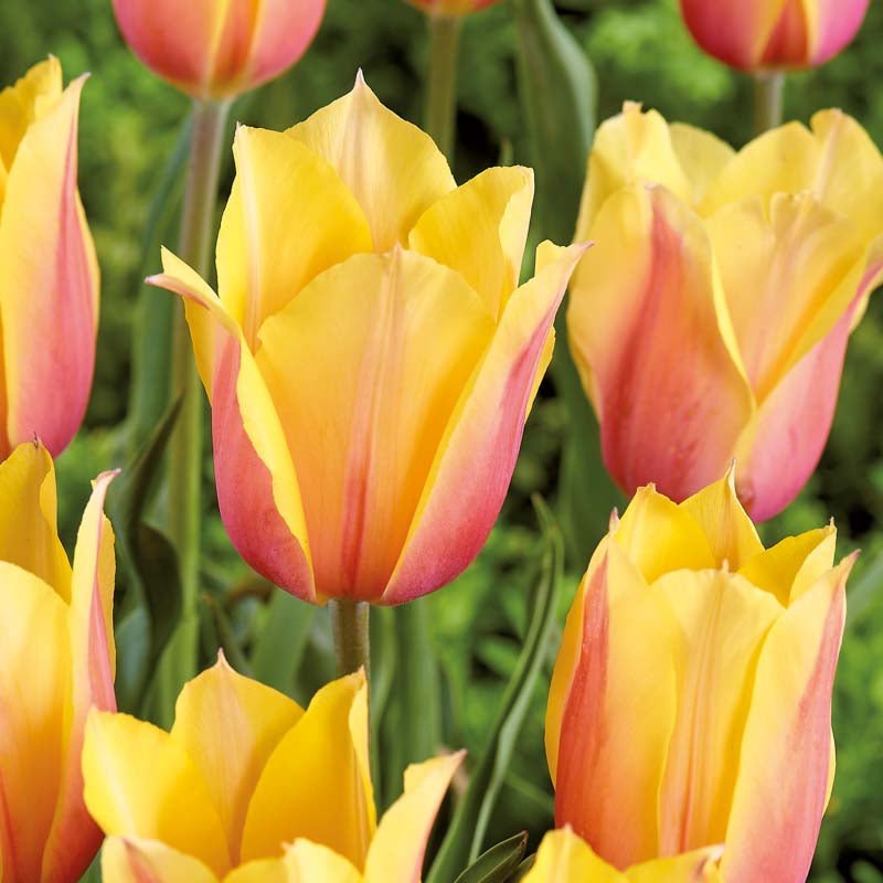 Tulipe 'Blushing Lady'