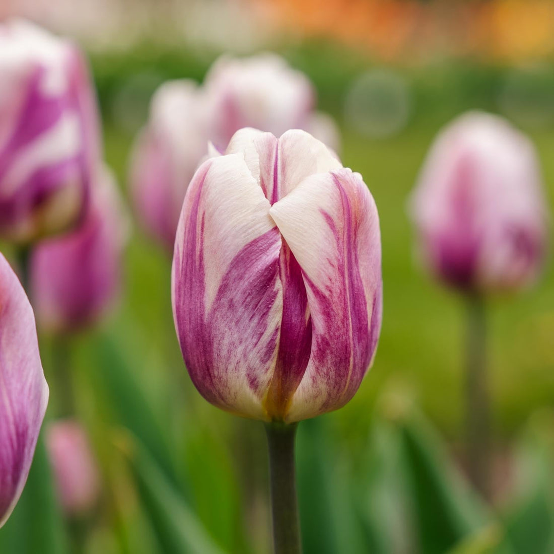 Tulipe 'Bojangles'
