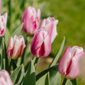 Tulipe 'Bojangles'