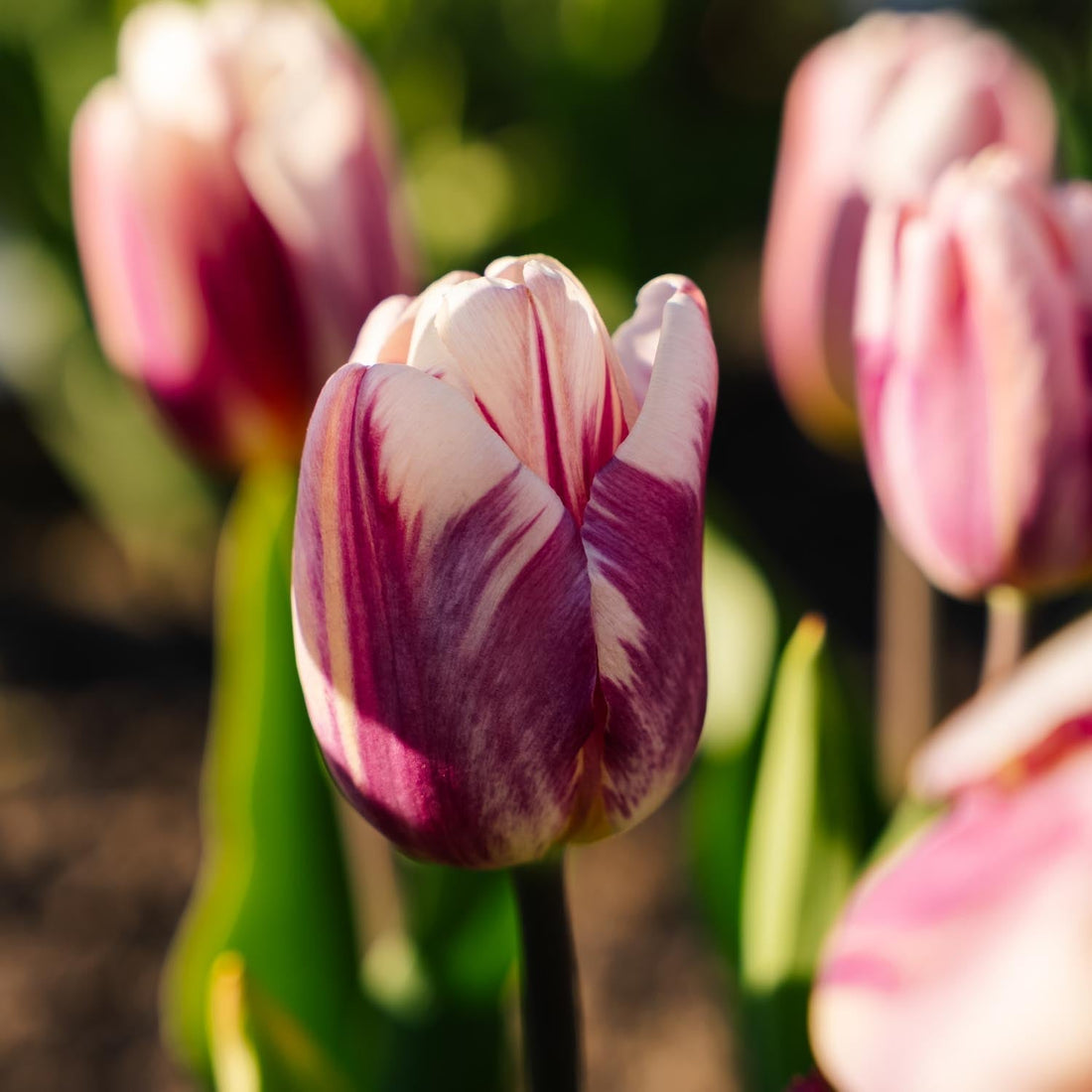 Tulipe 'Bojangles'
