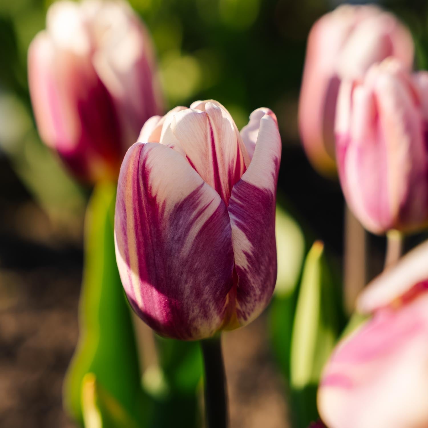 Tulipe 'Bojangles'