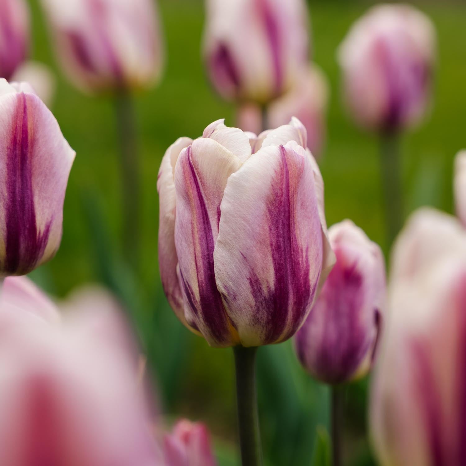 Tulipe 'Bojangles'