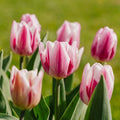Tulipe 'Bojangles'