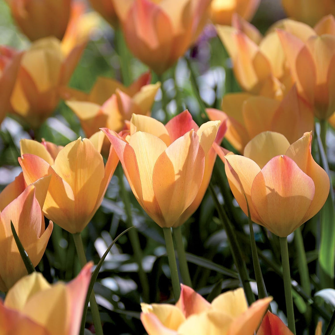 Tulipe 'Bright Gem'