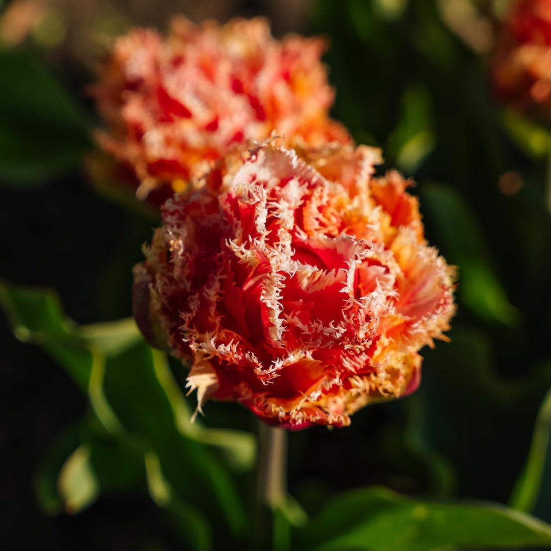 Tulipe 'Brisbane'