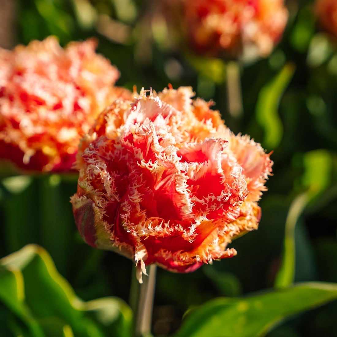 Tulipe 'Brisbane'