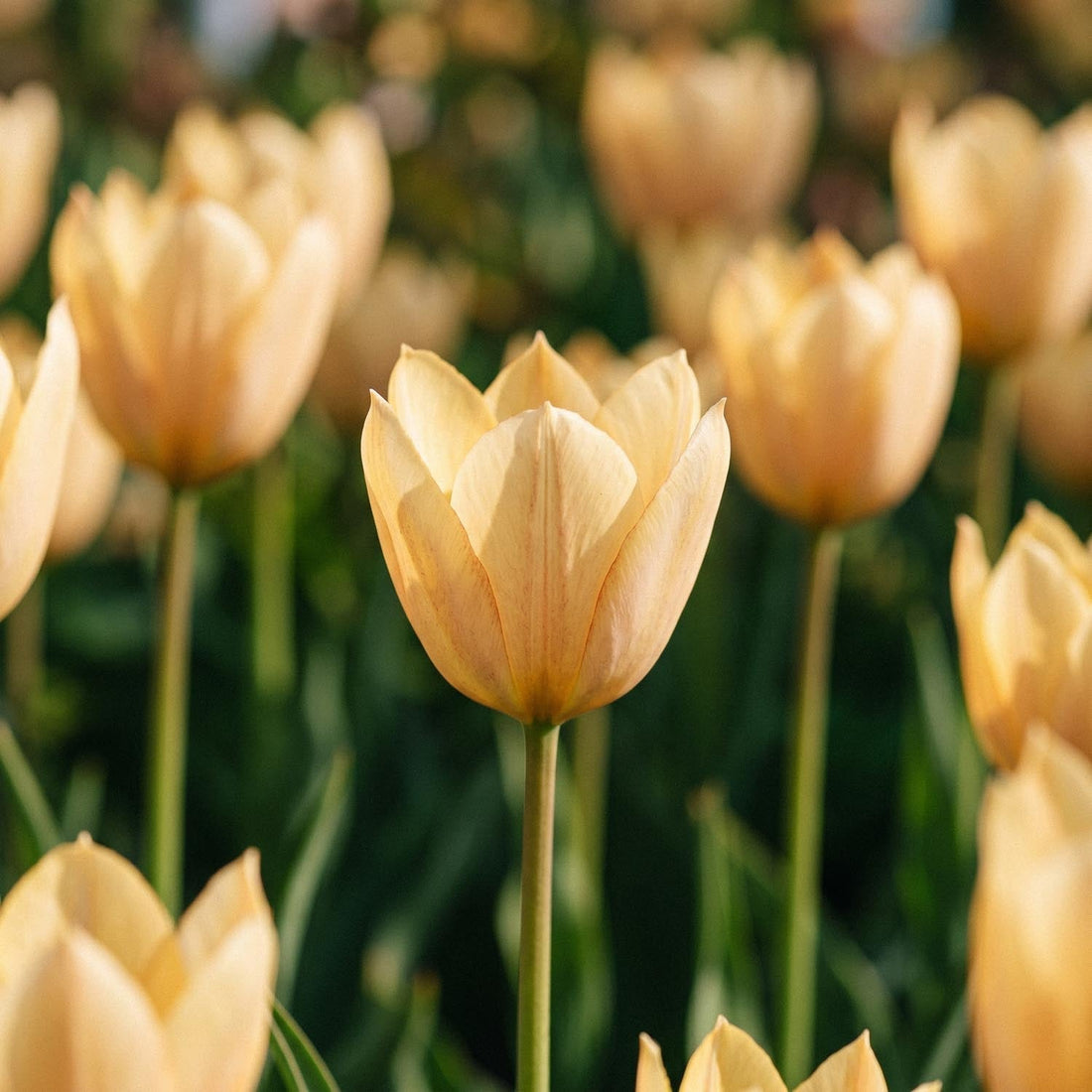 Tulipe 'Bronze Charm'