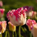 Tulipe 'Cabanna'
