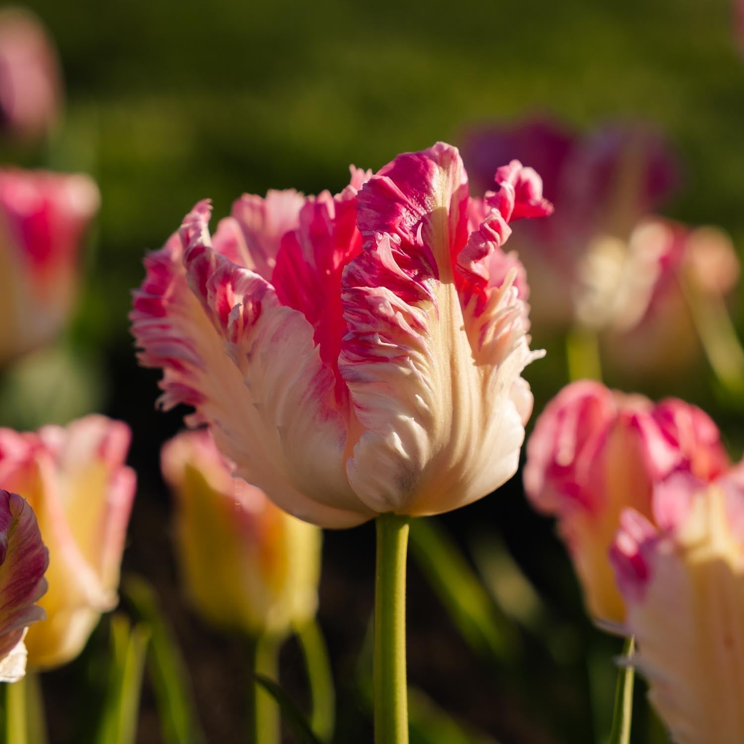 Tulipe 'Cabanna'