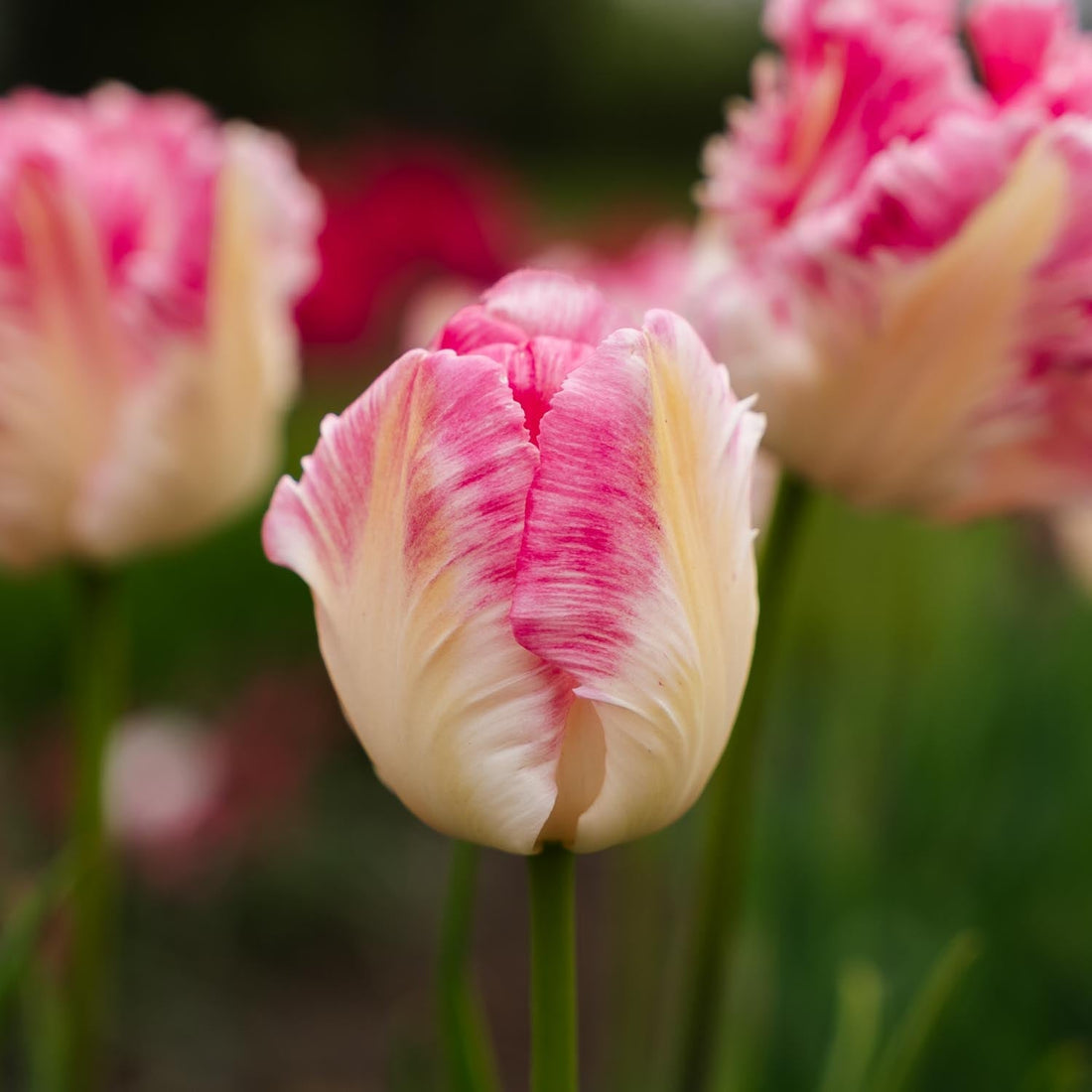 Tulipe 'Cabanna'
