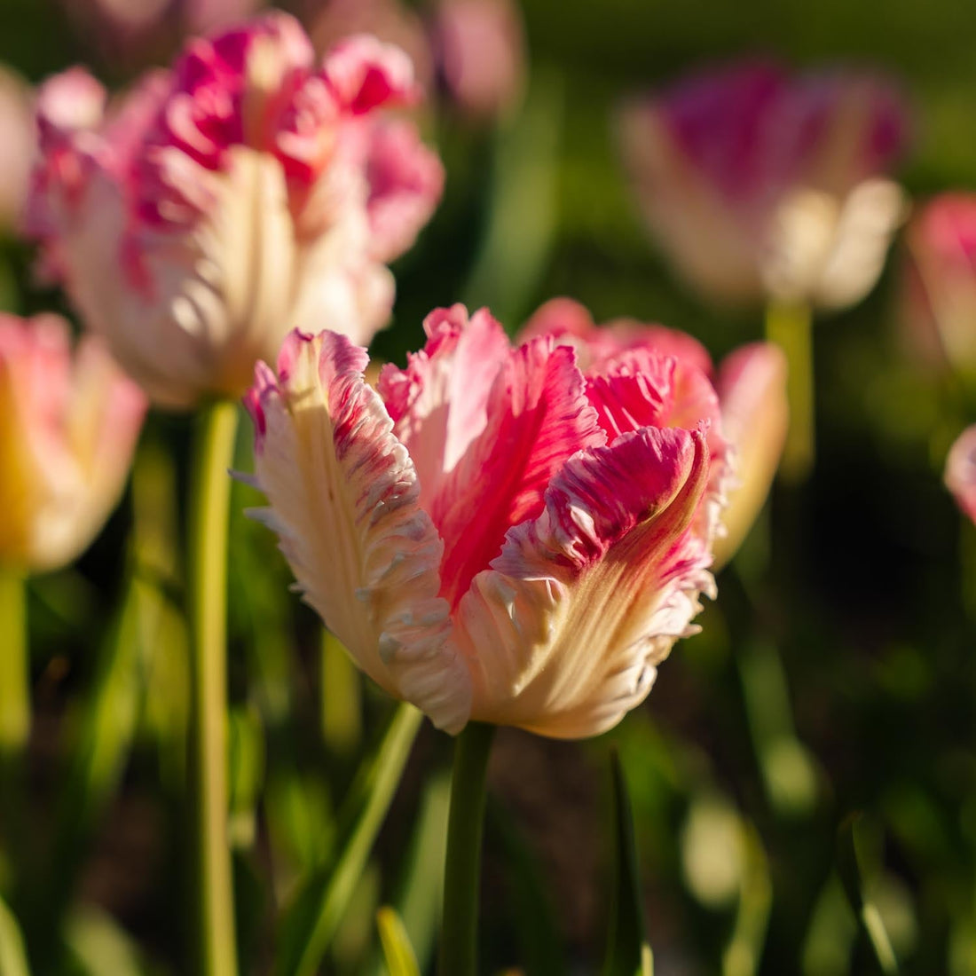 Tulipe 'Cabanna'