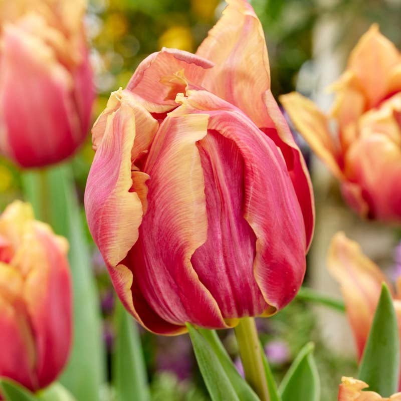 Tulipe 'Callahan'