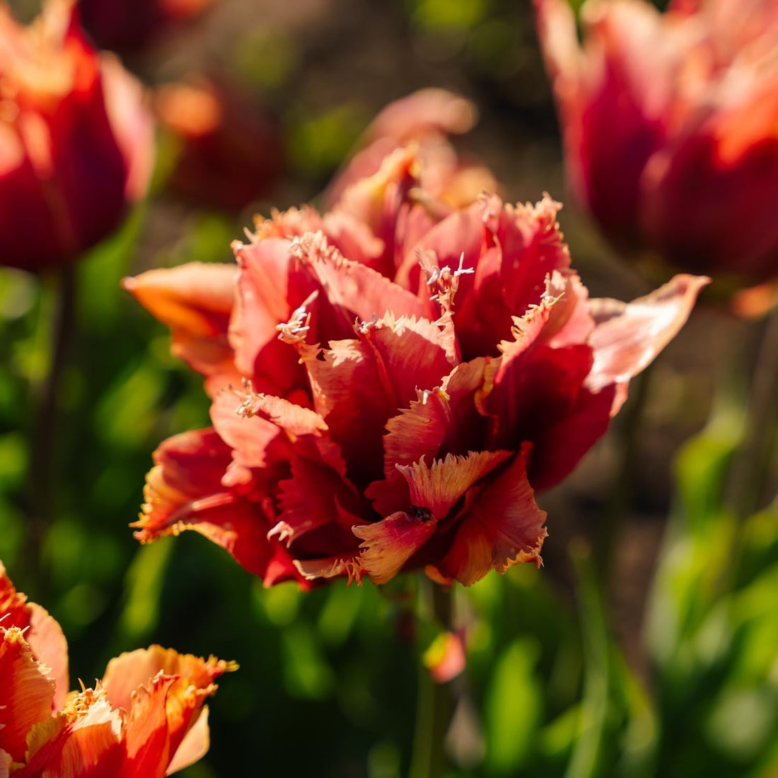 Tulipe 'Callahan'