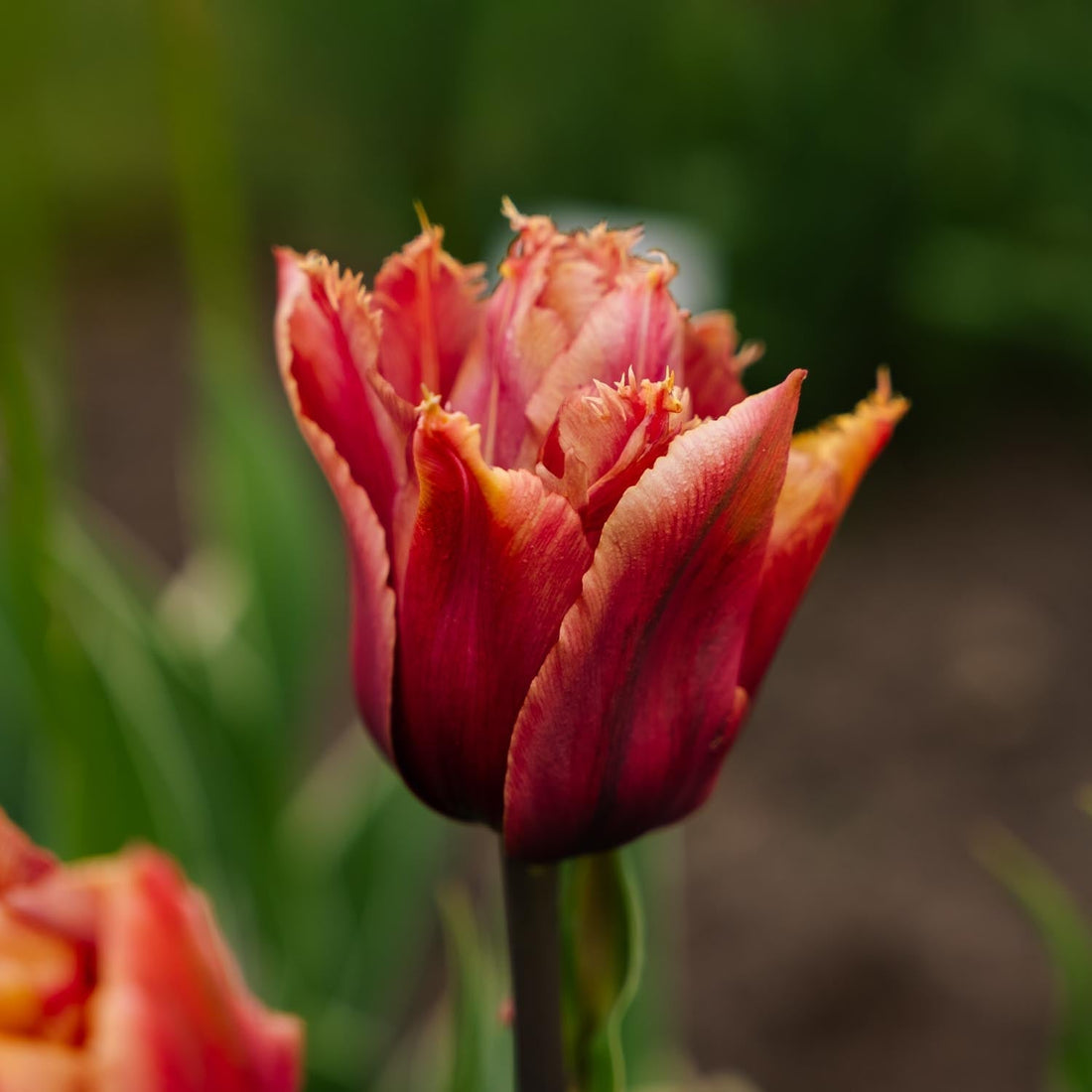 Tulipe 'Callahan'