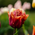 Tulipe 'Callahan'