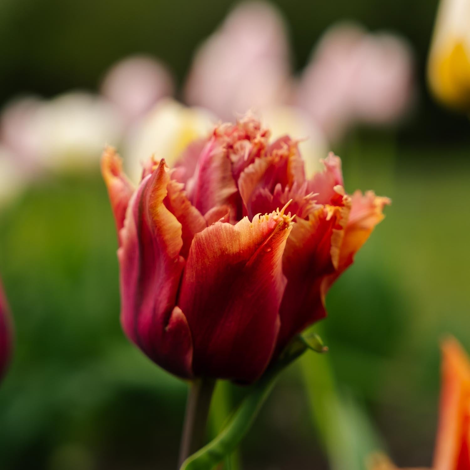 Tulipe 'Callahan'