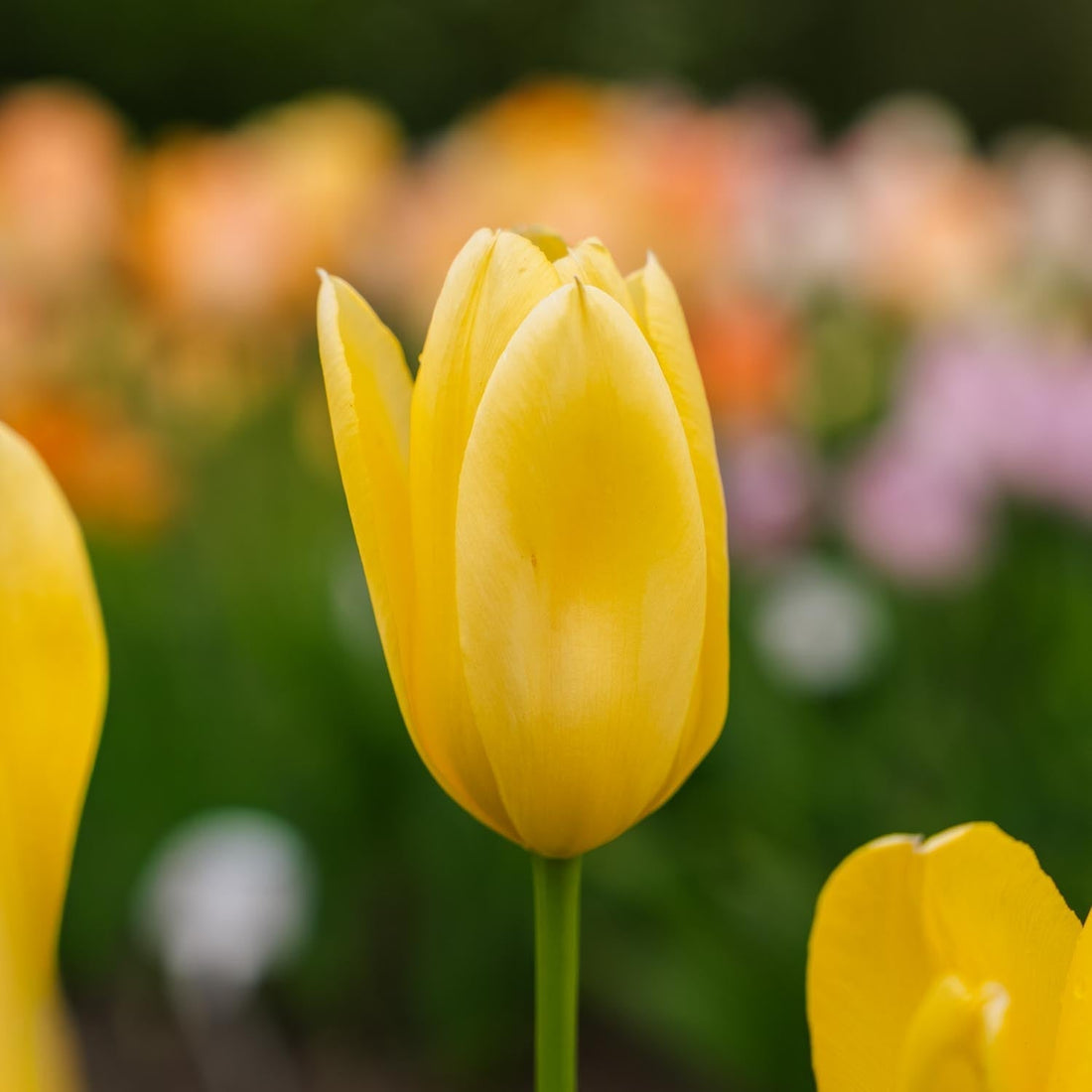 Tulipe 'Candela'