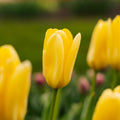Tulipe 'Candela'