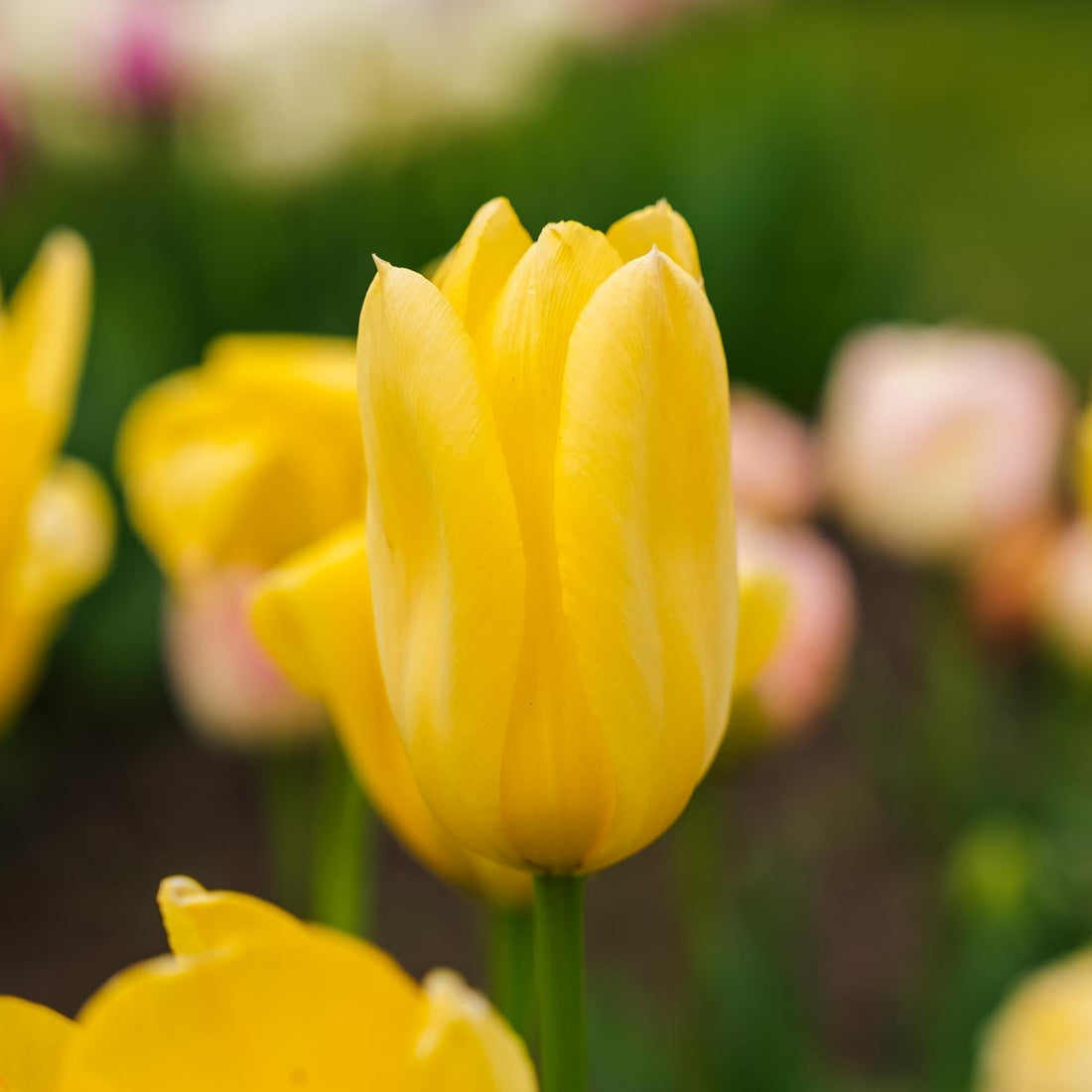 Tulipe 'Candela'
