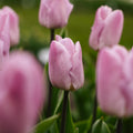 Tulipe 'Candy Prince'