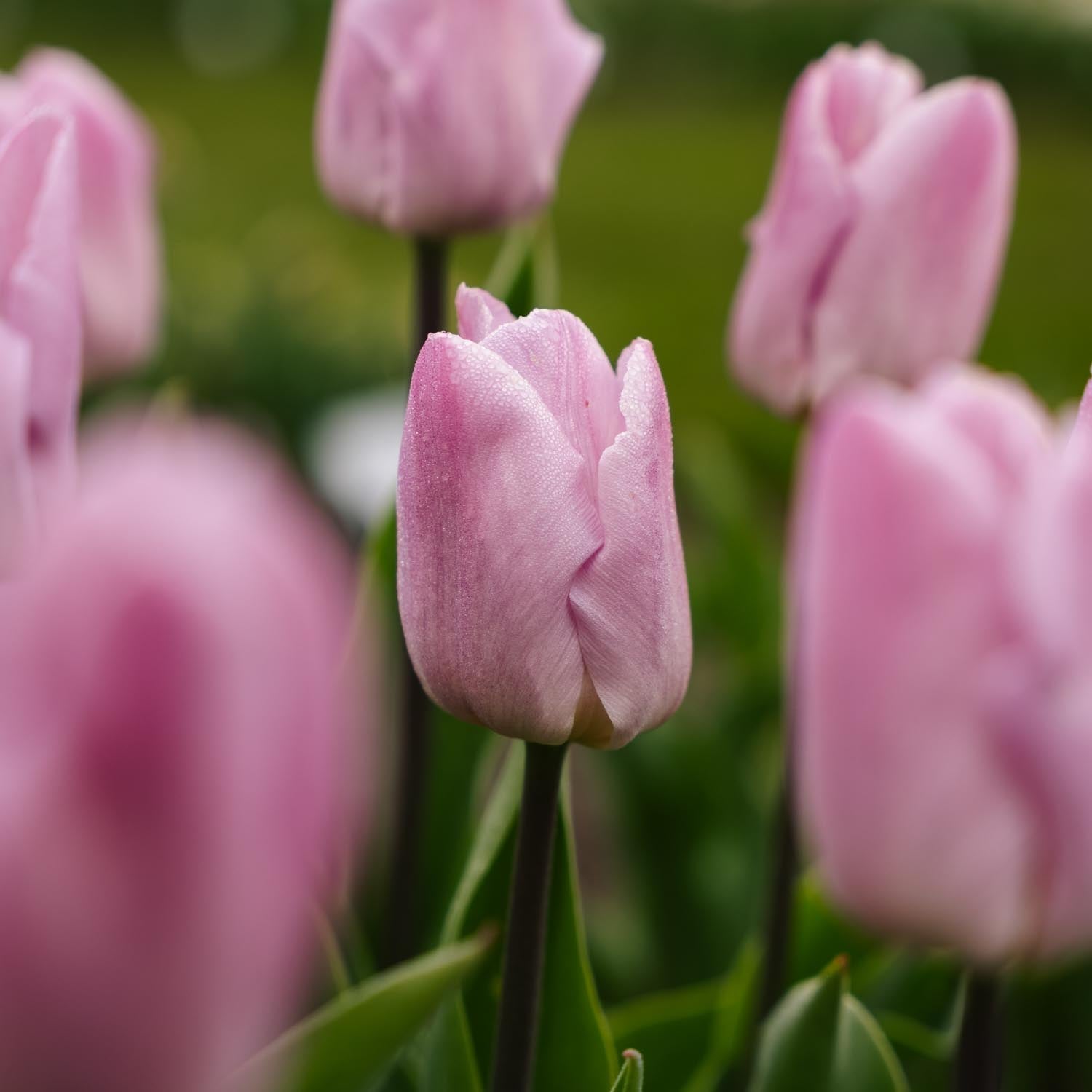 Tulipe 'Candy Prince'