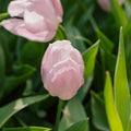 Tulipe 'Candy Prince'