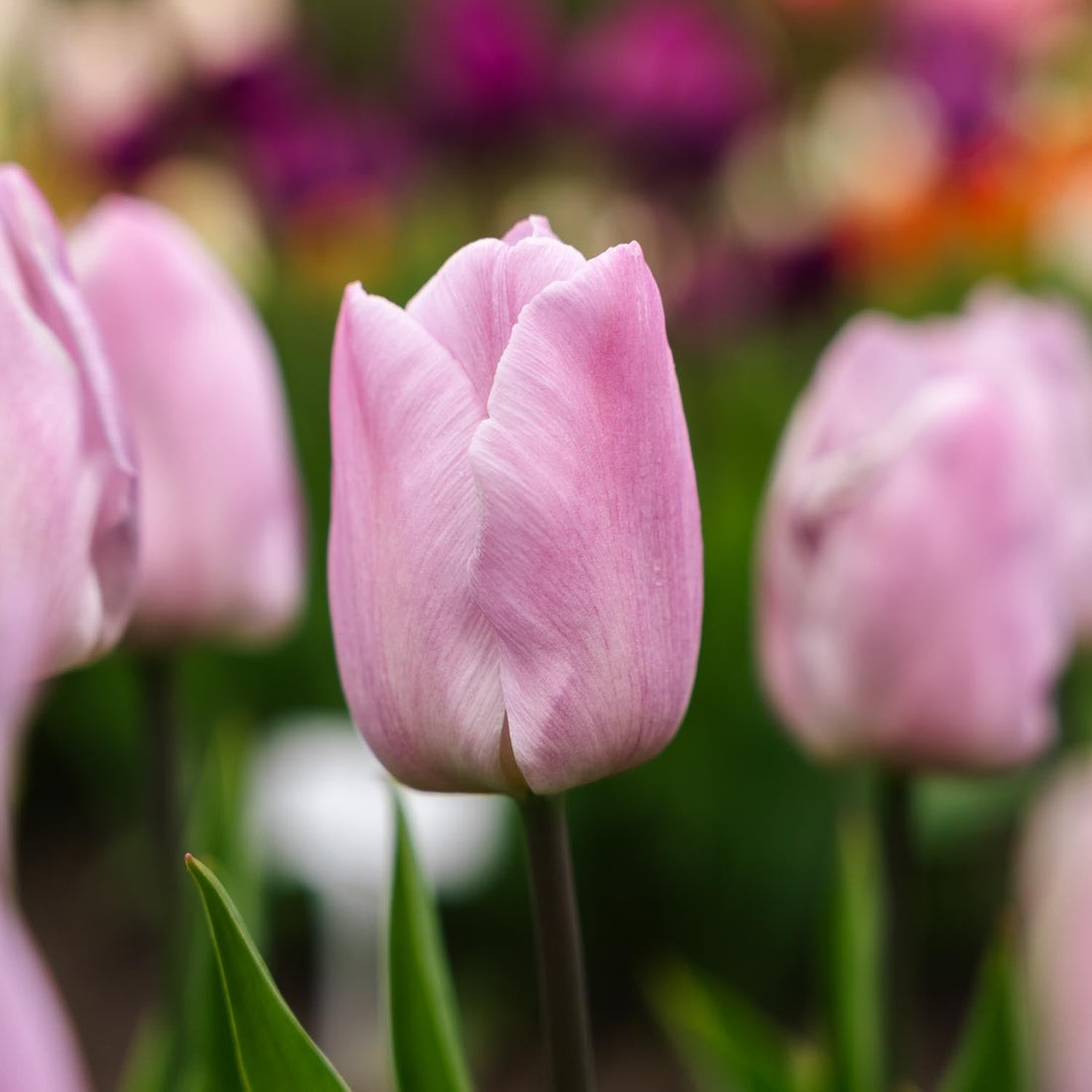 Tulipe 'Candy Prince'