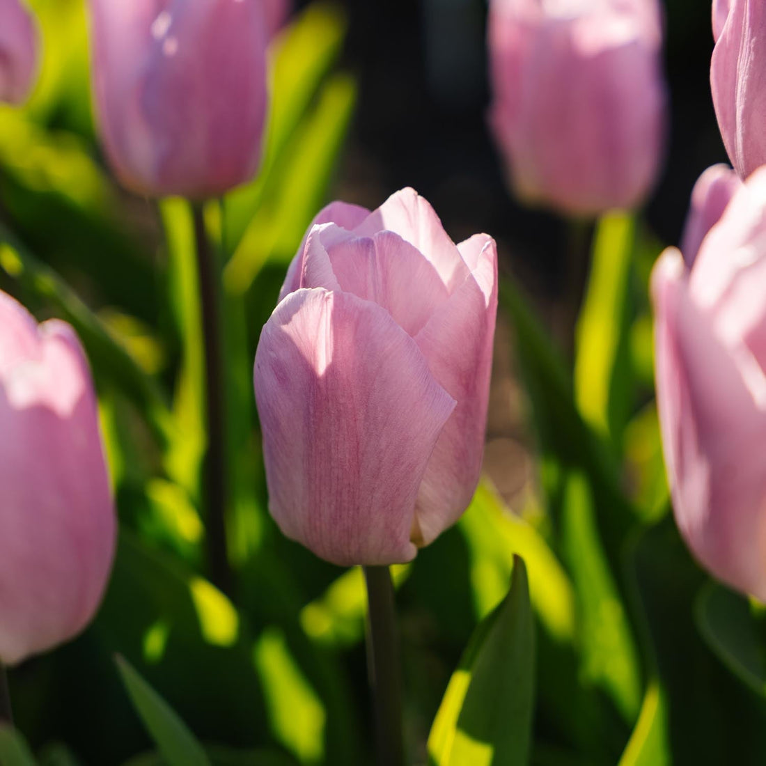 Tulipe 'Candy Prince'