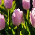 Tulipe 'Candy Prince'