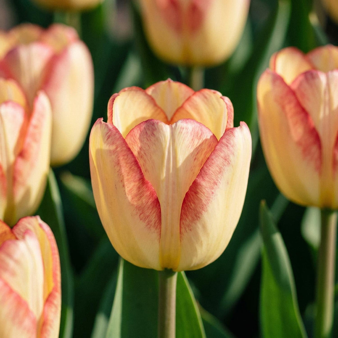 Tulipe 'Cape Town'