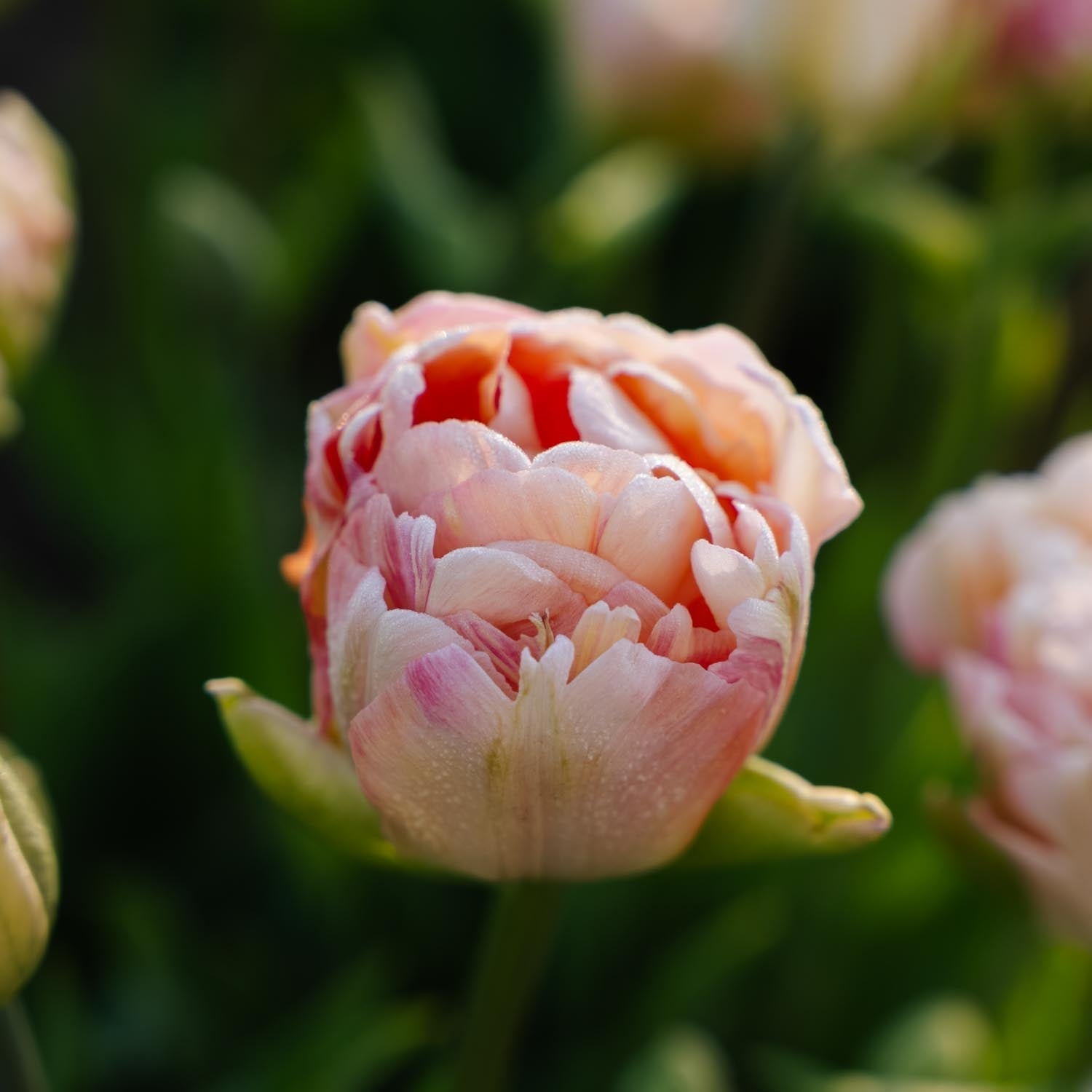 Tulipe 'Charming Lady'
