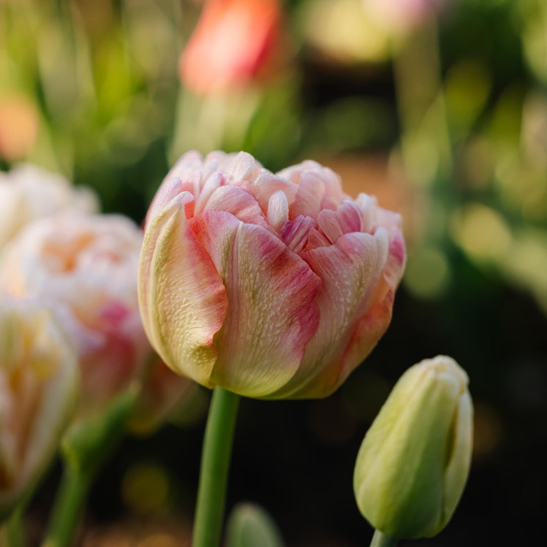 Tulipe 'Charming Lady'