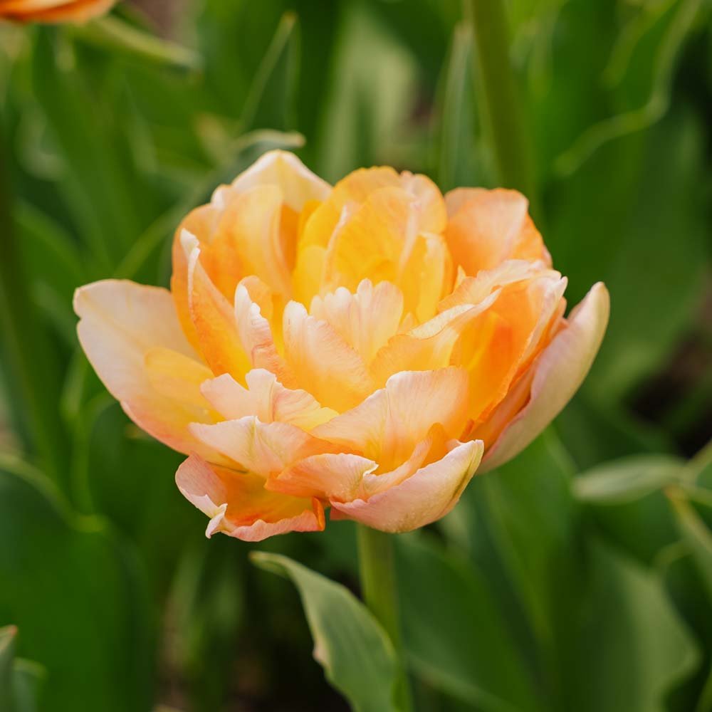 Tulipe 'Charming Lady'