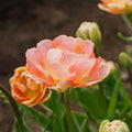 Tulipe 'Charming Lady'