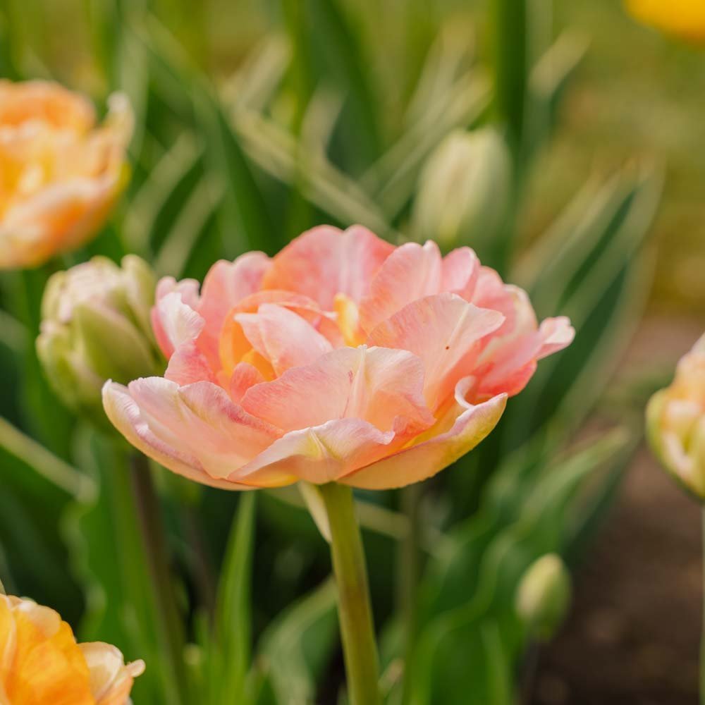 Tulipe 'Charming Lady'