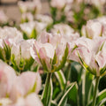 Tulipe 'China Town'