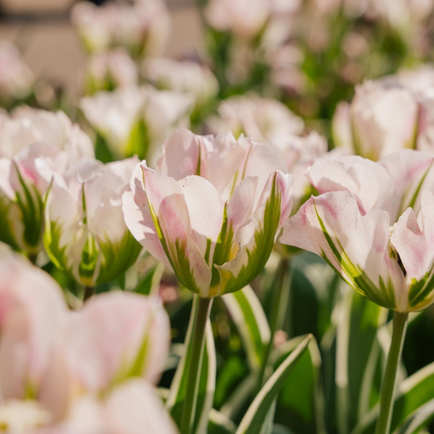 Tulipe 'China Town'