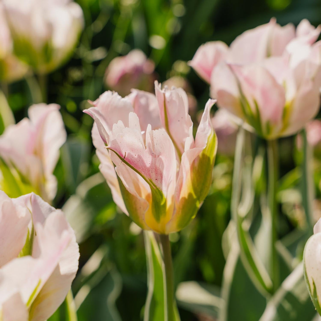 Tulipe 'China Town'