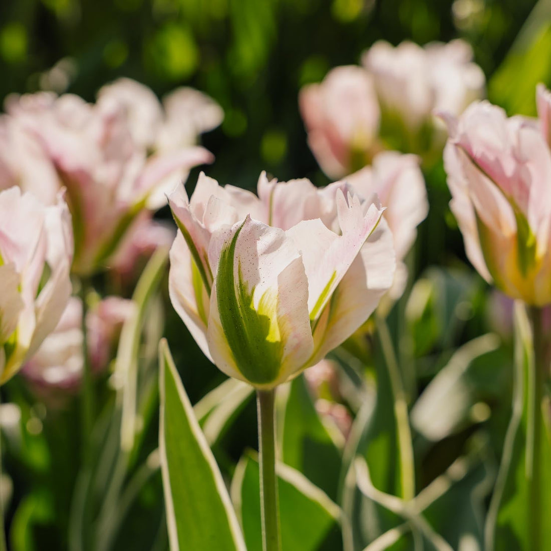 Tulipe 'China Town'