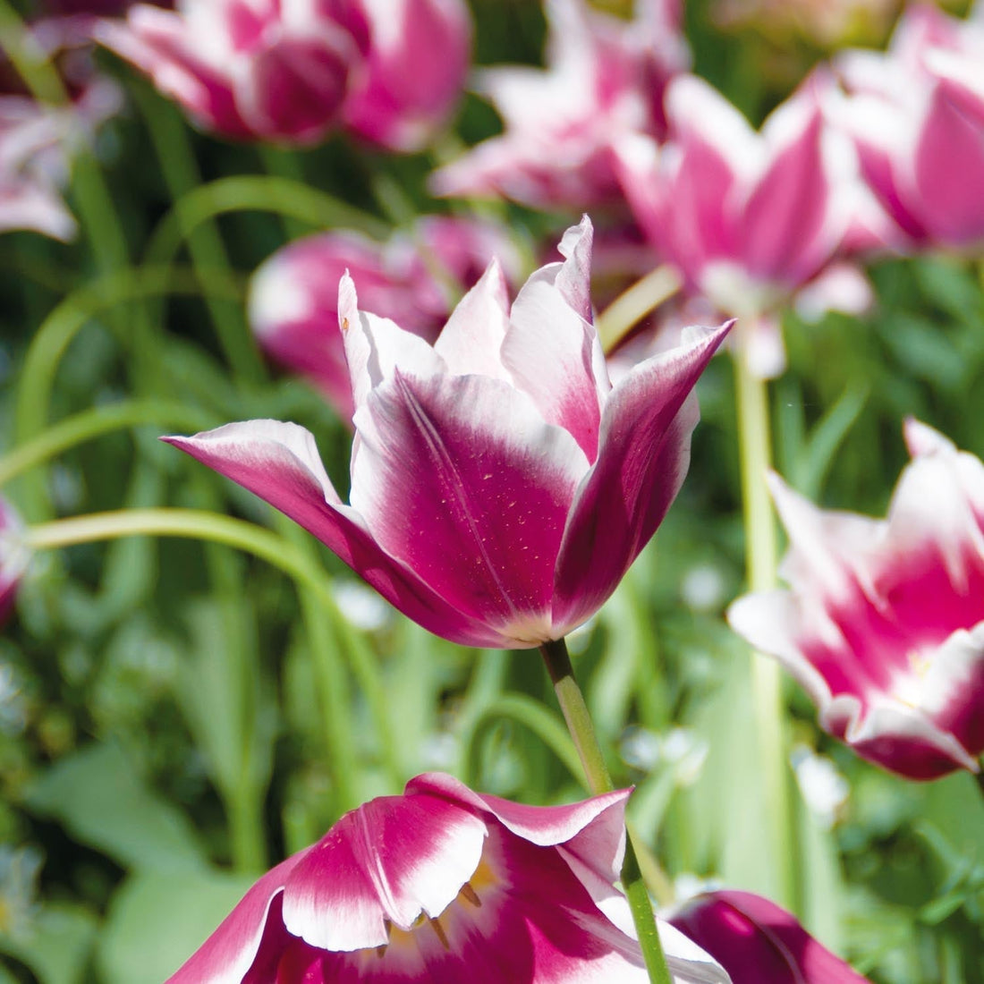 Tulipe 'Claudia'