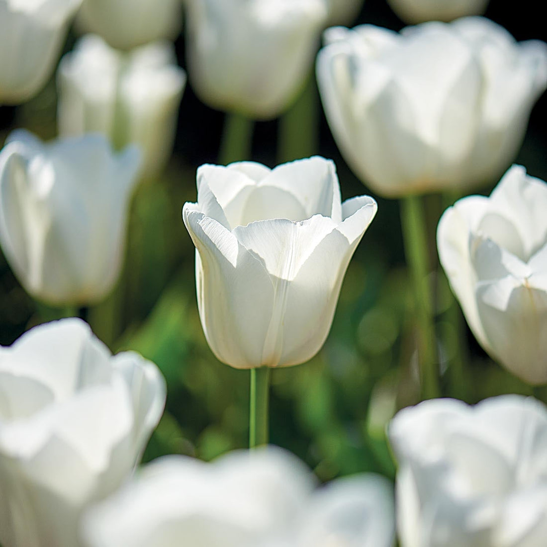 Tulipe 'Clearwater'